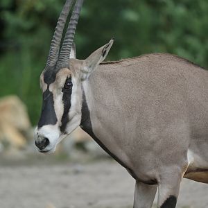 beisa oryx (Oryx beisa beisa)