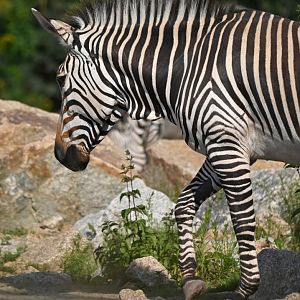 Hartmann's zebra (Equus zebra hartmannae)