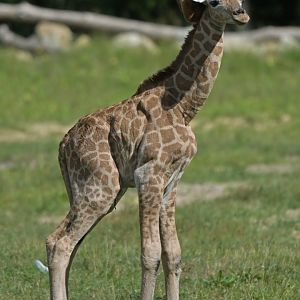Rothschild's giraffe (Giraffa cameleopardis rothschildi)