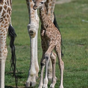 Rothschild's giraffe (Giraffa cameleopardis rothschildi)