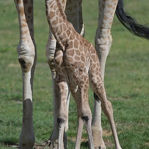 Rothschild's giraffe (Giraffa cameleopardis rothschildi)