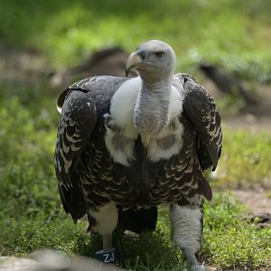 Rueppell's Griffon Gyps rueppelli