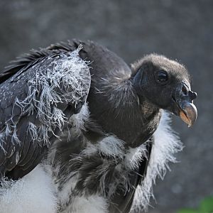 King Vulture Sarcoramphus papa