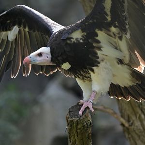 White-headed Vulture Trigonoceps occipitalis