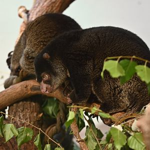 Bear cuscus (Ailurops ursinus)