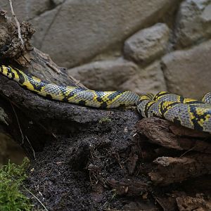 Mandarin rat snake (Euprepiophis mandarinus)