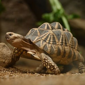 Burmese star tortoise (Geochelone platynota)