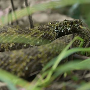 Protobothrops mangshanensis