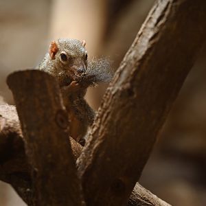 Northern treeshrew (Tupaia belangeri)