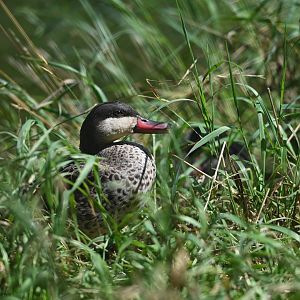 Red-billed Duck Anas erythrorhyncha