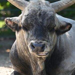 Hungarian Grey Steppe cattle