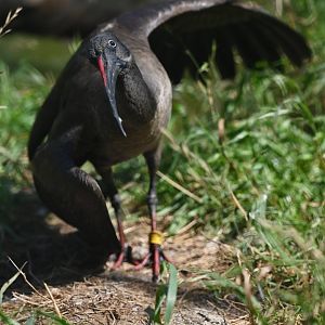 Hadada Ibis Bostrychia hagedash