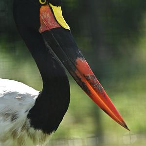 Saddle-billed Stork Ephippiorhynchus senegalensis