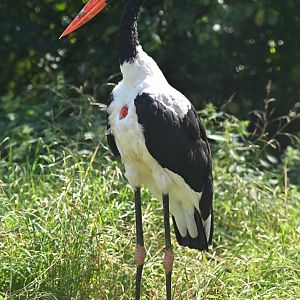 Saddle-billed Stork Ephippiorhynchus senegalensis