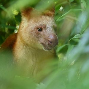 Goodfellow's tree-kangaroo (Dendrolagus goodfellowi)