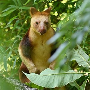 Goodfellow's tree-kangaroo (Dendrolagus goodfellowi)