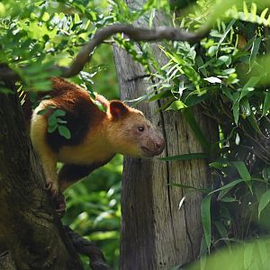 Goodfellow's tree-kangaroo (Dendrolagus goodfellowi)