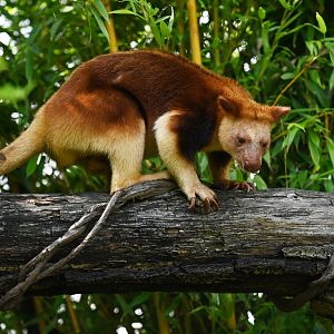 Goodfellow's tree-kangaroo (Dendrolagus goodfellowi)