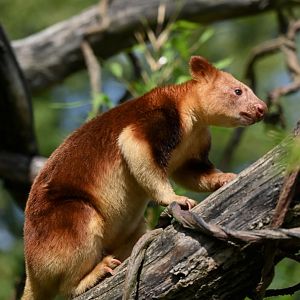 Goodfellow's tree-kangaroo (Dendrolagus goodfellowi)