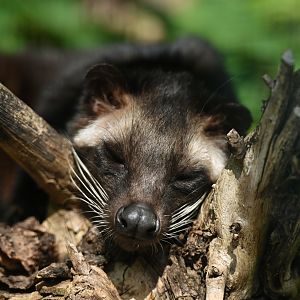 Masked palm civet (Paguma larvata)