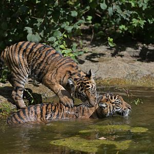 Sumatran tiger (Panthera tigris)