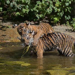 Sumatran tiger (Panthera tigris)