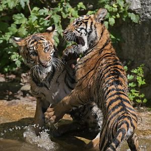 Sumatran tiger (Panthera tigris)