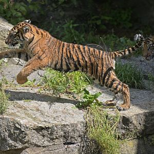 Sumatran tiger (Panthera tigris)