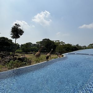 Giraffes + Infinity Pool - Baobab Safari Resort