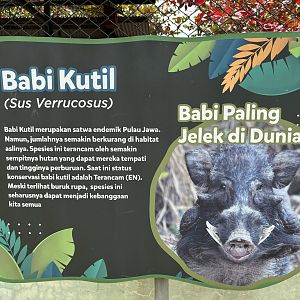 Javan Warty Pig Sign - Prigen Conservation Breeding Ark