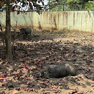 Javan Warty Pig Exhibit - Prigen Conservation Breeding Ark