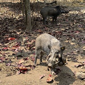 Javan Warty Pigs - Prigen Conservation Breeding Ark