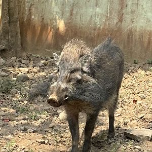 Javan Warty Pig - Prigen Conservation Breeding Ark