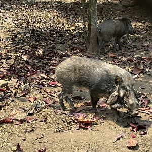 Javan Warty Pigs - Prigen Conservation Breeding Ark