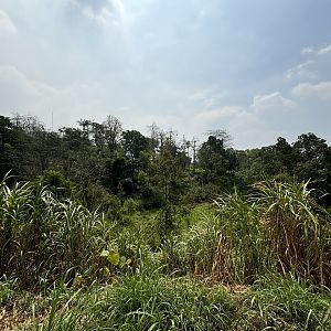 Surrounding Jungle - Prigen Conservation Breeding Ark