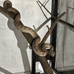 Prigen Conservation Breeding Ark