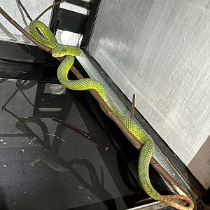 Prigen Conservation Breeding Ark