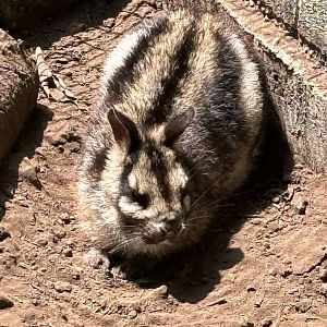 Sumatran Striped Rabbit - Prigen Conservation Breeding Ark