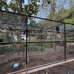 Moor Macaque Exhibit - Prigen Conservation Breeding Ark