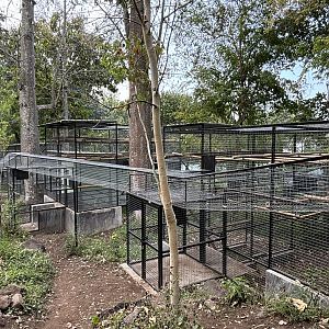 Moor Macaque Complex - Prigen Conservation Breeding Ark