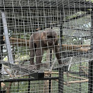 Moor Macaque - Prigen Conservation Breeding Ark