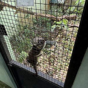 Indonesian Mountain Weasel - Prigen Conservation Breeding Ark