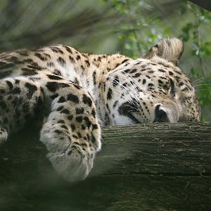 Persian leopard (Panthera pardus tulliana), 2024-04-06