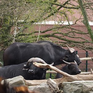 Cape buffaloes (Syncerus caffer caffer), 2024-04-06