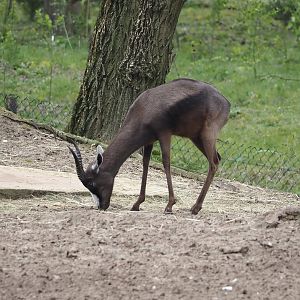 Melanistic Springbok (Antidorcas marsupialis), 2024-04-06