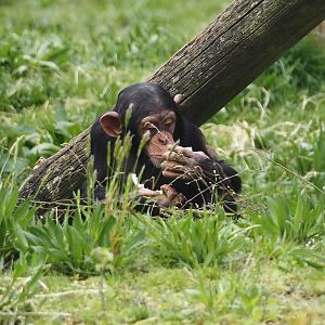 Young Chimpanzee (Pan troglodytes), 2024-04-06