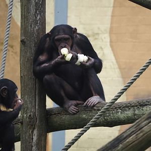 Chimpanzee (Pan troglodytes), 2024-04-06
