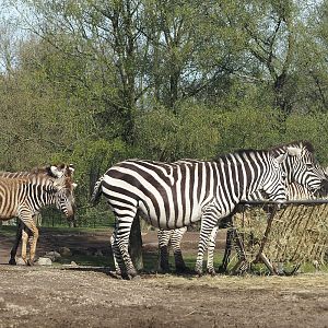 Grant's zebras (Equus quagga boehmi), 2024-04-06