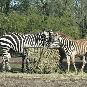 Grant's zebras (Equus quagga boehmi), 2024-04-06