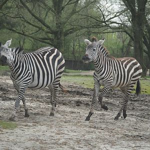Grant's zebras (Equus quagga boehmi), 2024-04-06